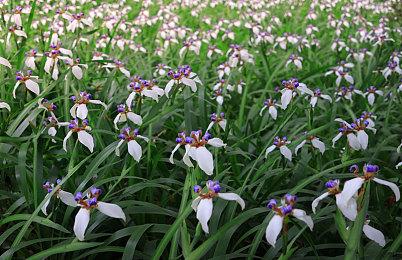 《孤岛惊魂6》开启免费体验12月6日推出异界DLC